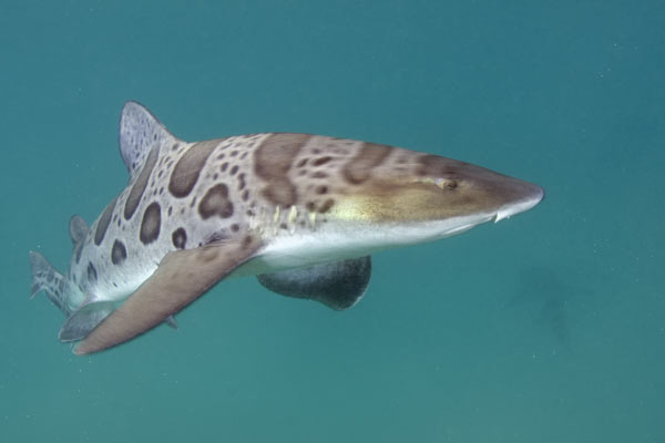 leopard-shark-pictures